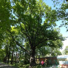 Naturdenkmal Stieleiche am Sportplatz Peickwitz