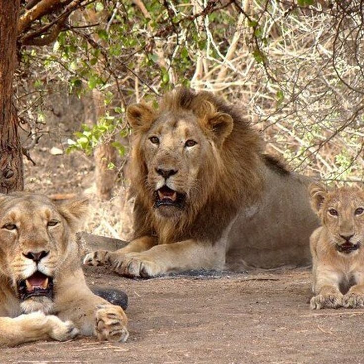Gir Forest