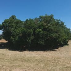 Motte castrale de Saint-André-de-Corcy