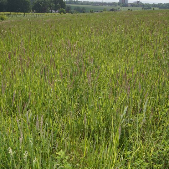 LSG Johannisbach-Unterseebereich