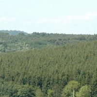 Zala ili