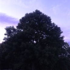 Остатки Никольского бастиона — «Веселая горка» (Великий Новгород)