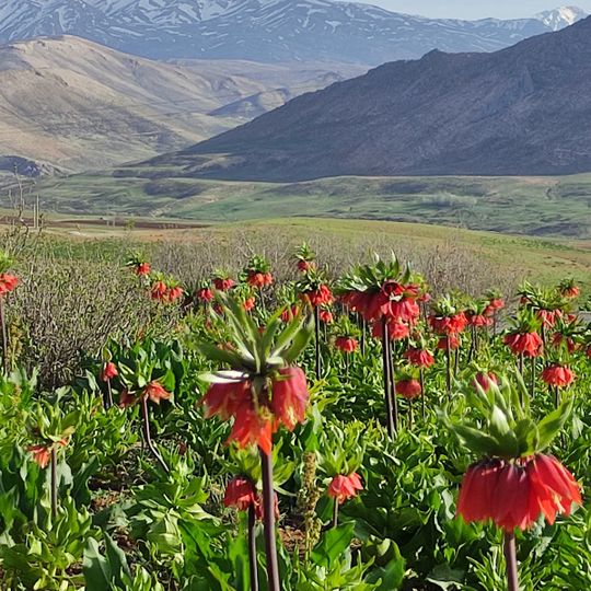 Shahrestān di Kuhrang