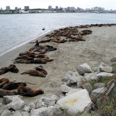 Reserva de lobos marinos del puerto de Mar del Plata