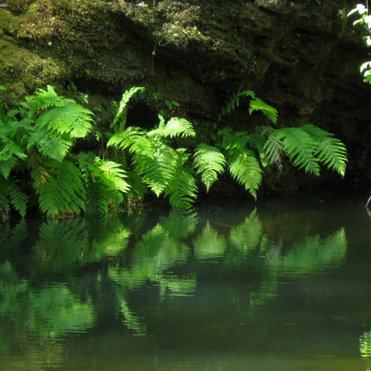 Portola Redwoods State Park