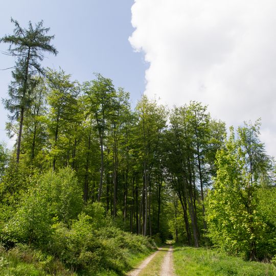 NSG Buchenwald am Suedosthang der Grotenburg