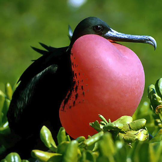 Tupiniquins Ecological Station