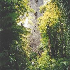 Waipoua Forest