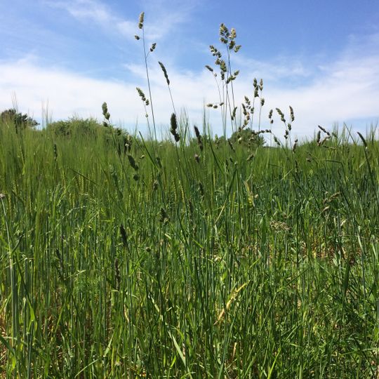 Sandgrasheide Pettstadt