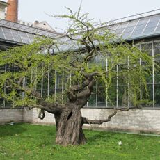 Ginkgo biloba Praga