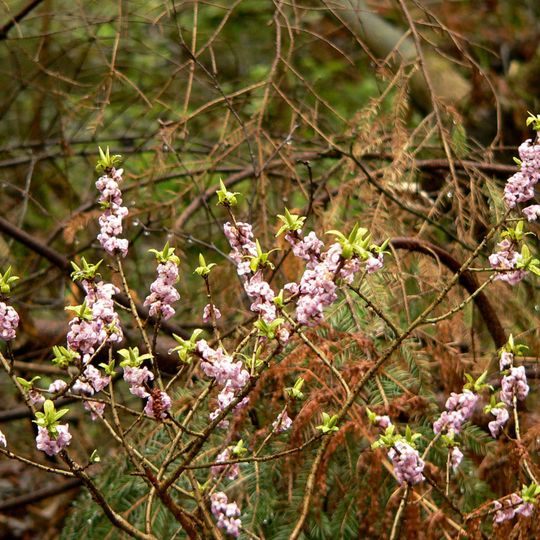 Rezerwat przyrody Wymięklizna