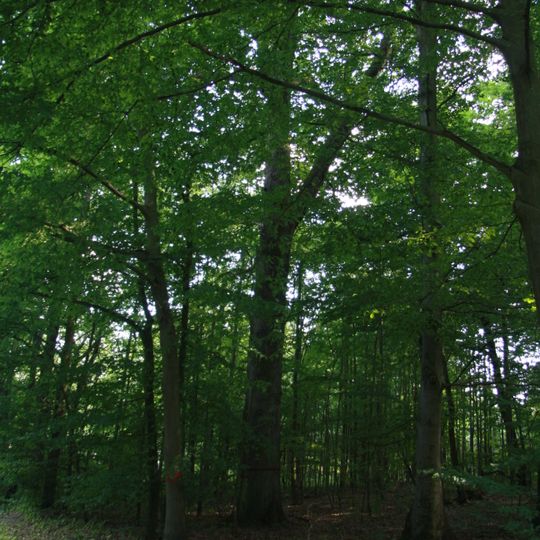 Lípa u hájenky Černá blata