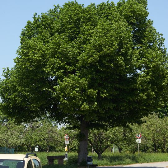 Linde mit Alter Steinbank