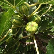 Arboretum du Figuier