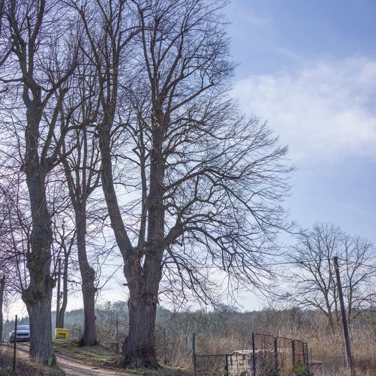 Lípa ve Stříbrné Skalici