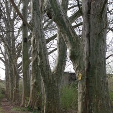 Naturdenkmal Platane-Baumreihe Ahornblättrige Platane (''Platanus x hybrida (acerifolia)'') Lieberoser Straße, Im Brunschwiegpark, hinter Lessingstraße in Ströbitz