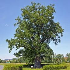 Bildeiche bei Albertshausen