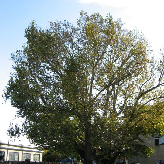 Dva platany na Zvonařce