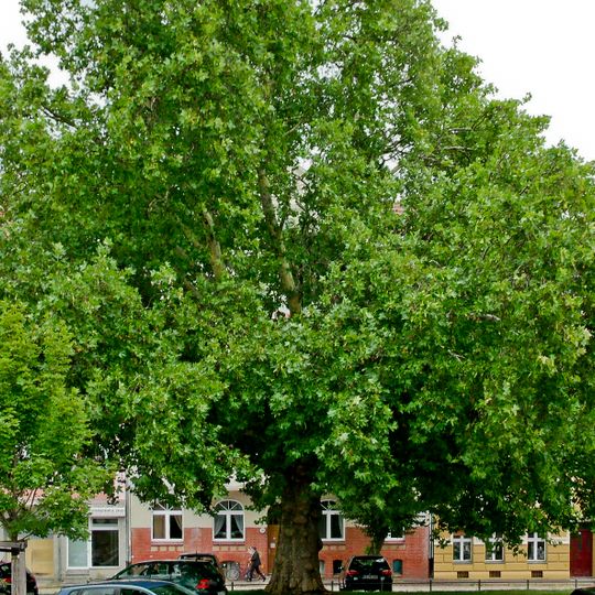 Naturdenkmal Platane-Ahornblättrige Platane '') Güterzufuhrstraße 1, vor Spreewaldbahnhof in Mitte