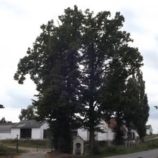 Lípy u kapličky v Lišném Dvoře