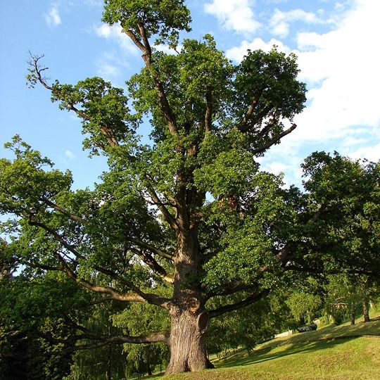 Zechenter´s Garden Oak in Kremnica