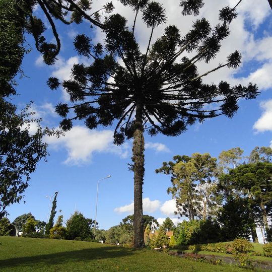 Passo Fundo National Forest
