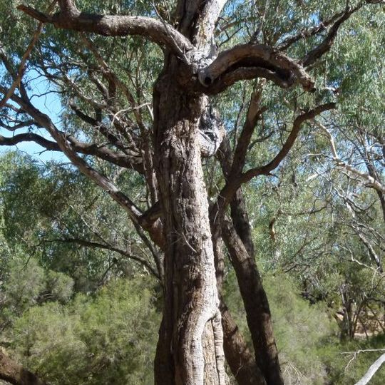 Landsborough's Blazed Tree