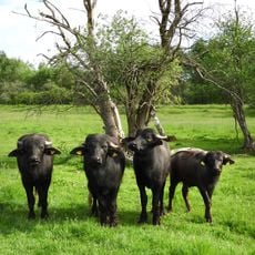 Säulingssee bei Kleinensee