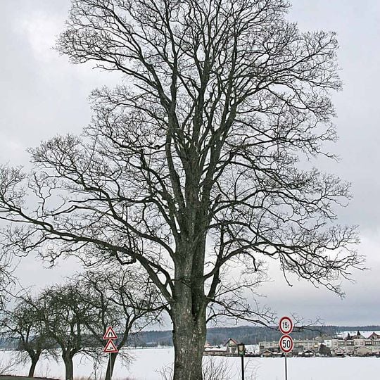 Javor klen u Cerekvice