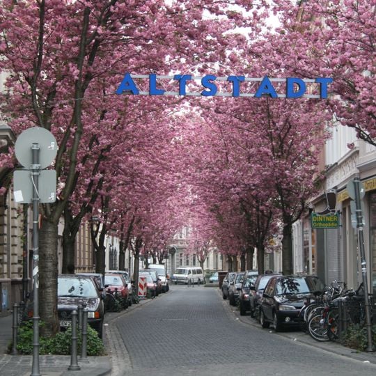 Kirschblüte in Bonn