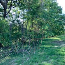 Feldgehölz im Gewann Krumme Äcker