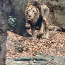Indian Lion