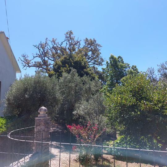 Árvore isolada em Relvas