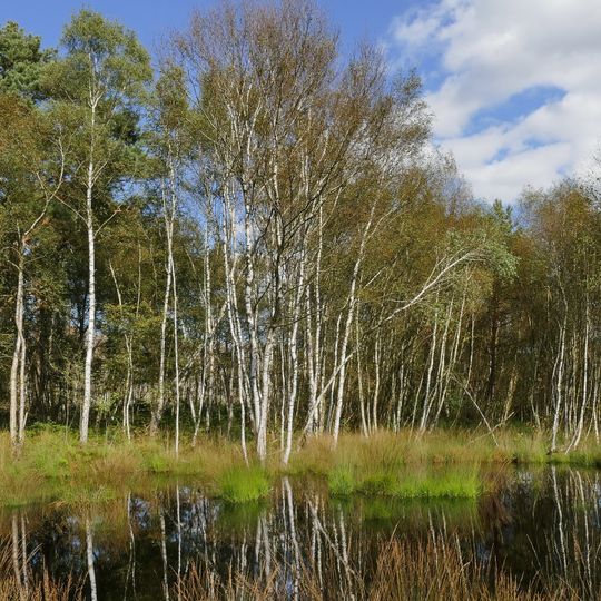 Altwarmbüchener Moor - Ahltener Wald