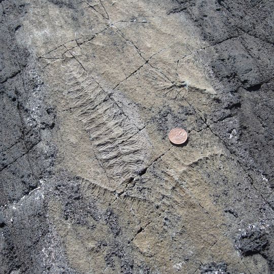 Mistaken Point Ecological Reserve