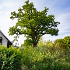 Dub v Dolní Moravici