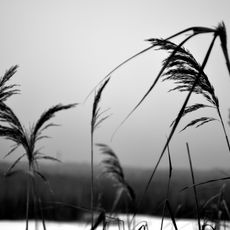 Malopereshchepynskyi Botanic Reserve