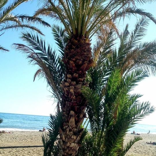 Playa de los Álamos