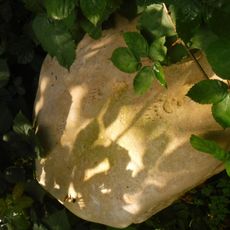 Pierre avec empreintes de Blaireau