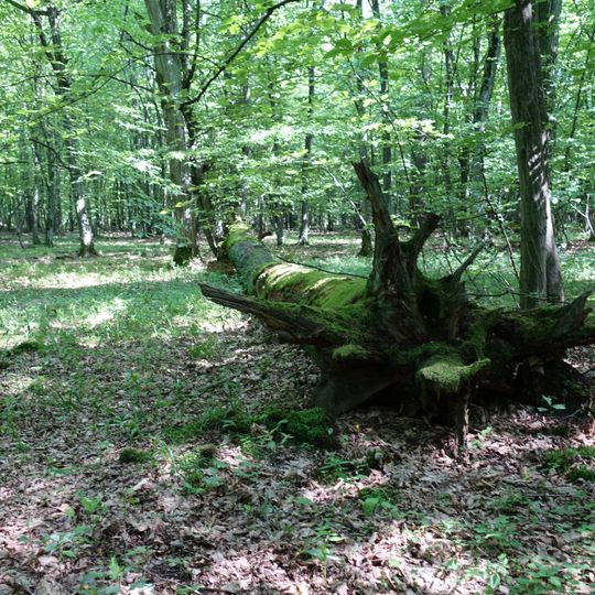 Rezerwat przyrody Dębina I