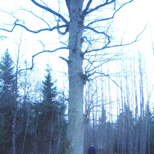 The great oak of Padubysis forest
