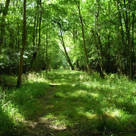Banhaw, Spring and Blackthorn's Woods