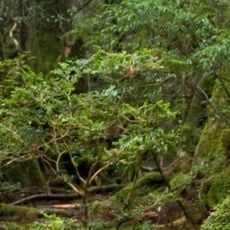 Yakushima