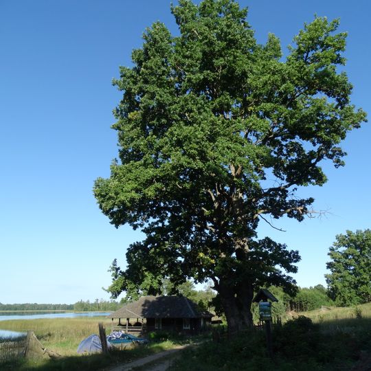 Karpakėlio pirmasis ąžuolas