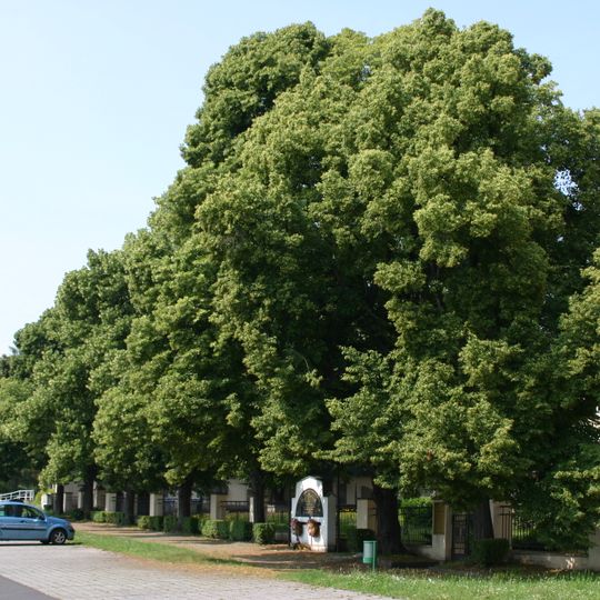 Lipová alej u Oblastního muzea v Mostě