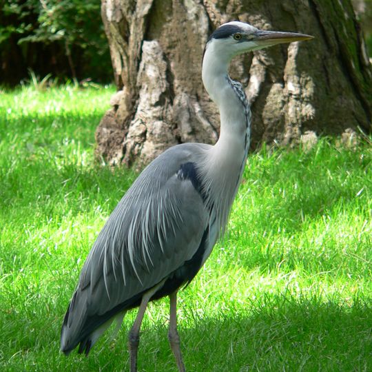 Rezerwat przyrody Reptowo