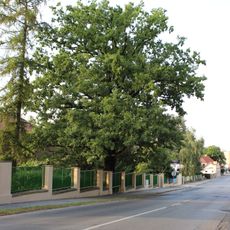 Dub v mateřské škole Pražská