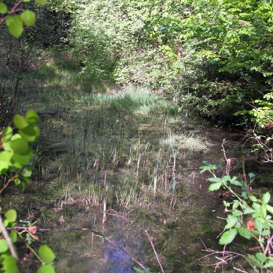 Feuchtgebiet Oberholz I