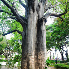 Baobab in Passeio Público