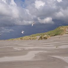 Dunes of Terschelling